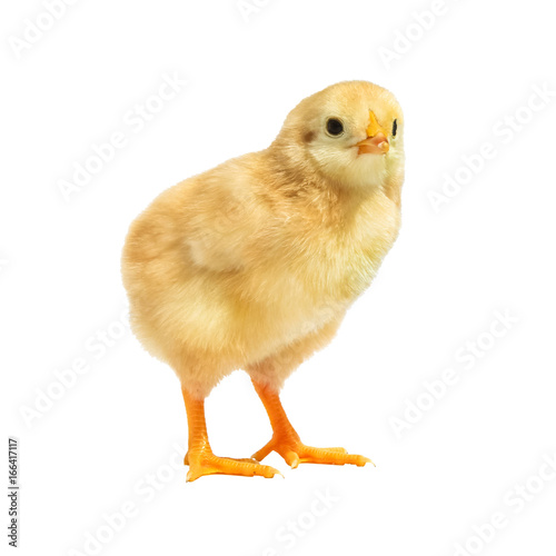 little chicken isolated photo