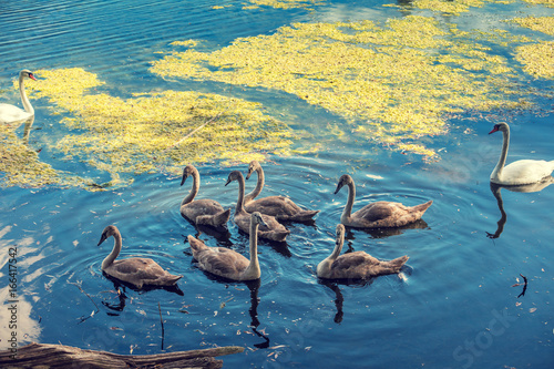 Fototapeta Naklejka Na Ścianę i Meble -  Young swans swimming in a pond