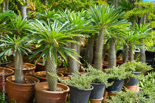 Fototapeta Naklejka Na Ścianę i Meble -  The spikes of a Madagascar palm tree Pachypodium lamerei 