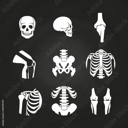 White human skull and bones photo