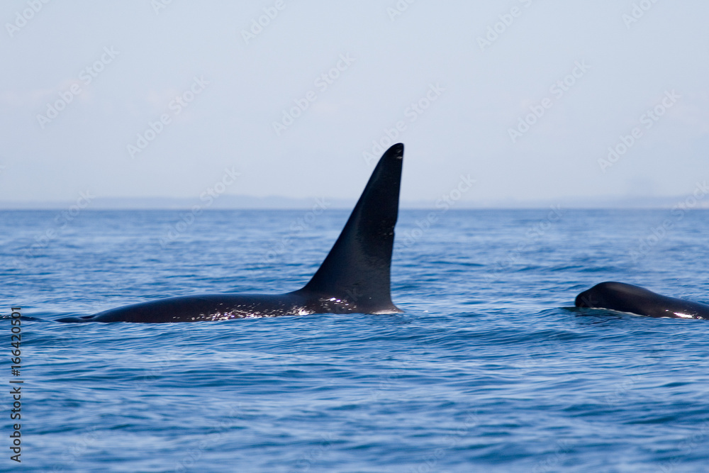Orca killer whales breaching in the water Orca killer whales breaching in the water