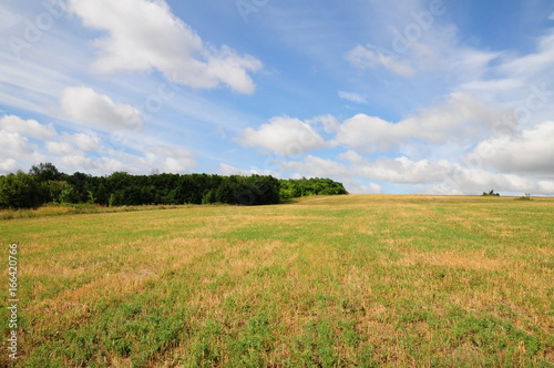 Field landscape
