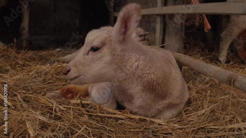 baby lambs resting in fresh straw inside warm barn