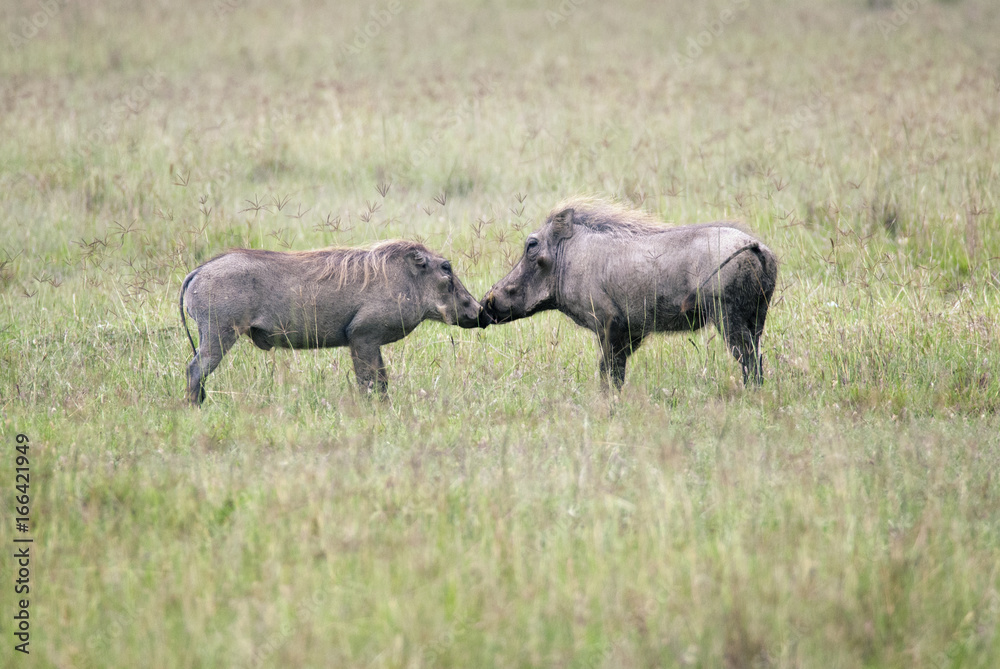 Mating games of a male and female warthog Mating games of a male and female warthog