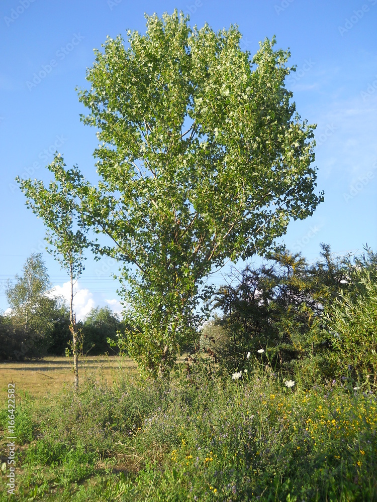 Fototapeta premium Baum