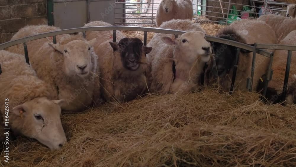 Vidéo Stock heavily pregnant ewe sheep eating hay in barn Adobe Stock