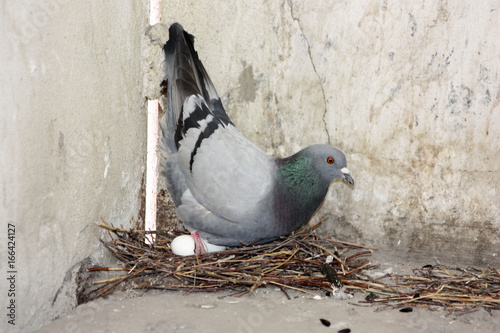 The pigeon eats the seeds next to the nest