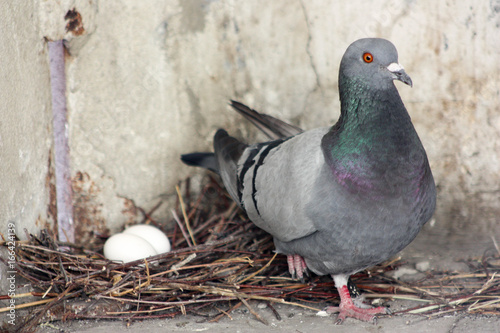 The pigeon guards its eggs
