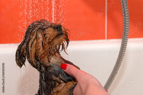 Fototapeta Naklejka Na Ścianę i Meble -  Wet Yorkshire Terrier Puppy While Wash