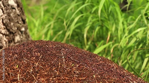 Great number of ants Formica rufa  scurry on top of anthill in birch forest on the green grass background. Lockdown. Closeup.  photo