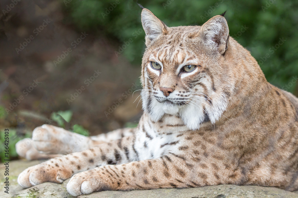 Bobcat (Lynx rufus californicus) resting on a rock and posing. Santa Clara County, California, USA. Bobcat (Lynx rufus californicus) resting on a rock and posing. Santa Clara County, California, USA.