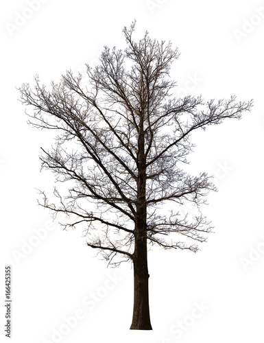 bare large straight tree isolated ob white