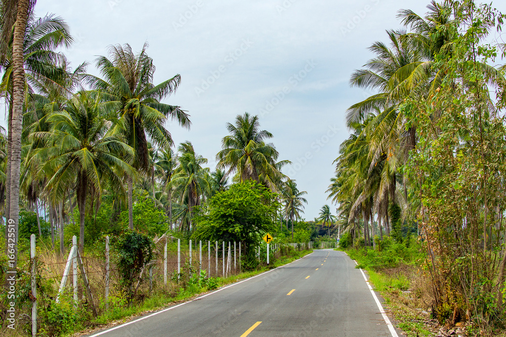 Asphalt highway in jungle in along palm trees Thailand