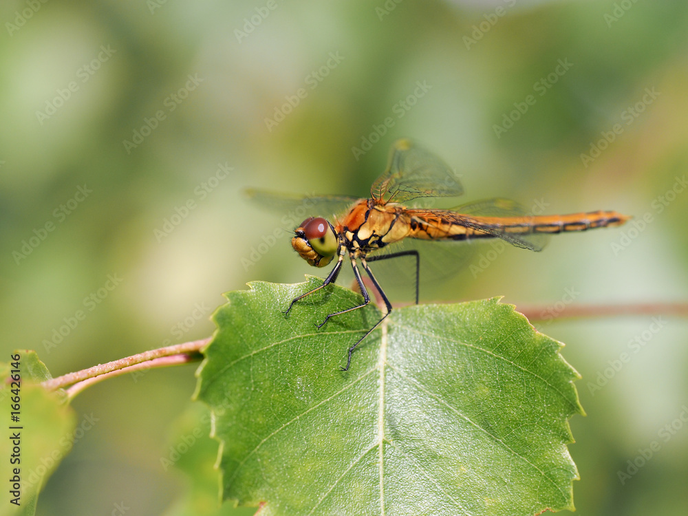 Beautiful dragonfly on a big green leaf. Macro Beautiful dragonfly on a big green leaf. Macro