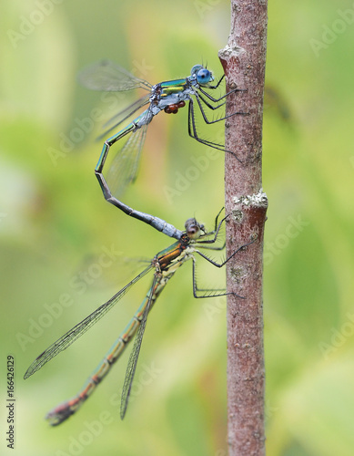 The pairing of blue dragonflies. Macro photography in nature