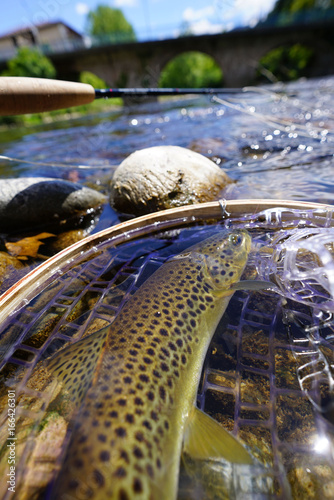 Close-up brown trout fly catch