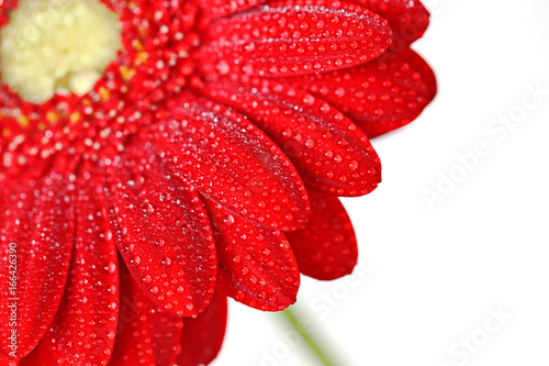 Red gerbera flower in water drops on a white background. 
