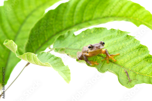 Twin-spotted Treefrog (Rhacophorus bipunctatus)  on a white background