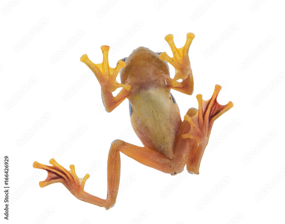 Fototapeta premium Twin-spotted Treefrog (Rhacophorus bipunctatus) on a white background
