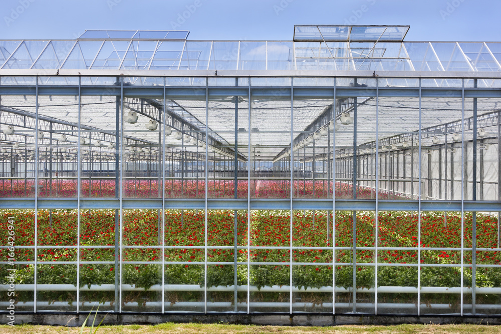 Greenhouse exterior in the Netherlands
