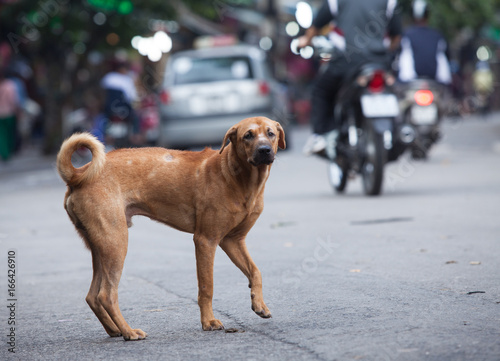 Lost dog standing on a crowded street
