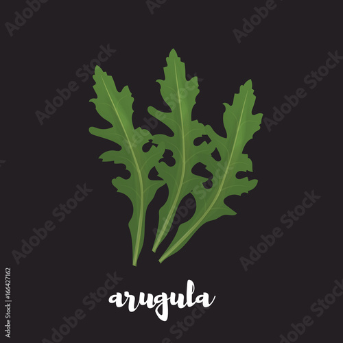 Arugula herb on black background. Vector illustration of arugula