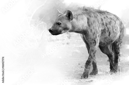 Fotografie, Tablou Artistic, black and white photo of Spotted hyena, Crocuta crocuta, close up view,walking around camera, isolated on white background with a touch of environment