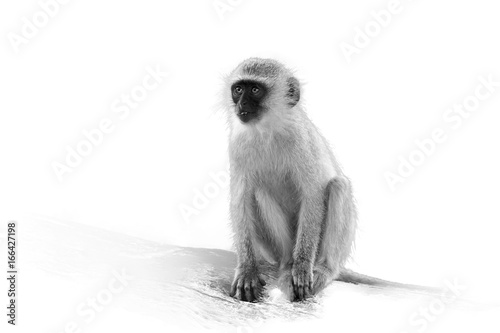 Artistic photo of african Vervet monkey, Chlorocebus pygerythrus sitting on trunk, isolated on white background with a touch of environment, black and white photography. Kruger park, South Africa. photo