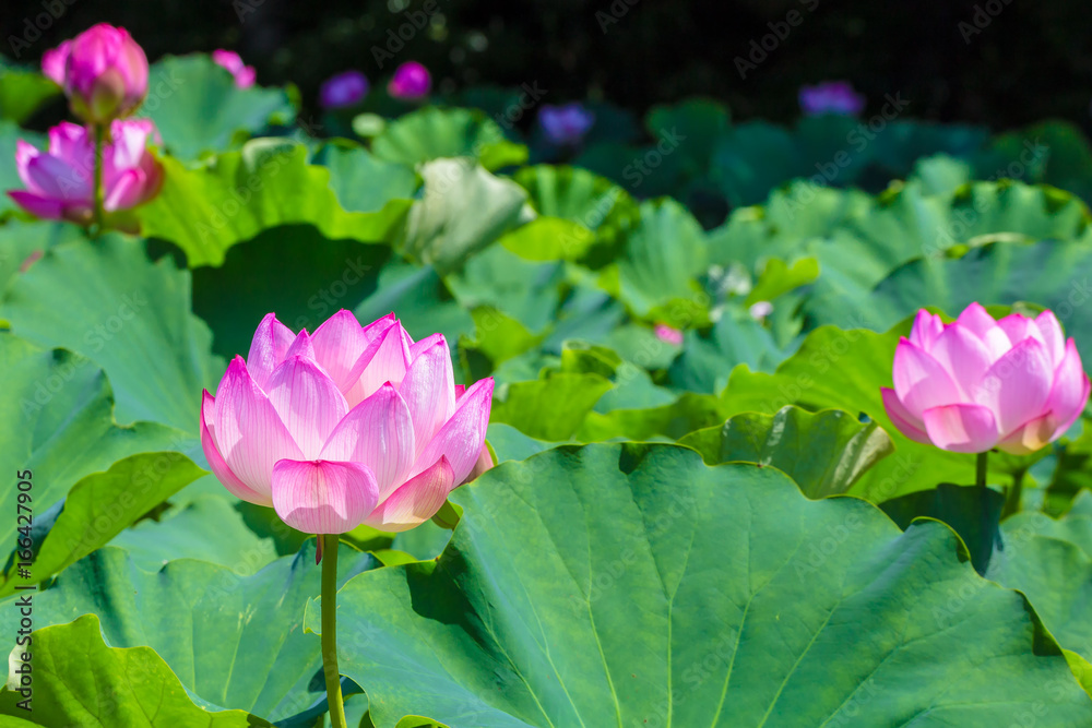 The Lotus Flower.Background is the lotus leaf and lotus flower and tree.Shooting location is Yokohama, Kanagawa Prefecture Japan. The Lotus Flower.Background is the lotus leaf and lotus flower and tree.Shooting location is Yokohama, Kanagawa Prefecture Japan.