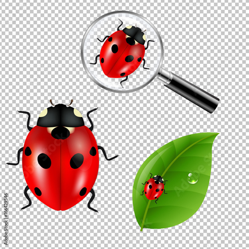 Ladybugs Set