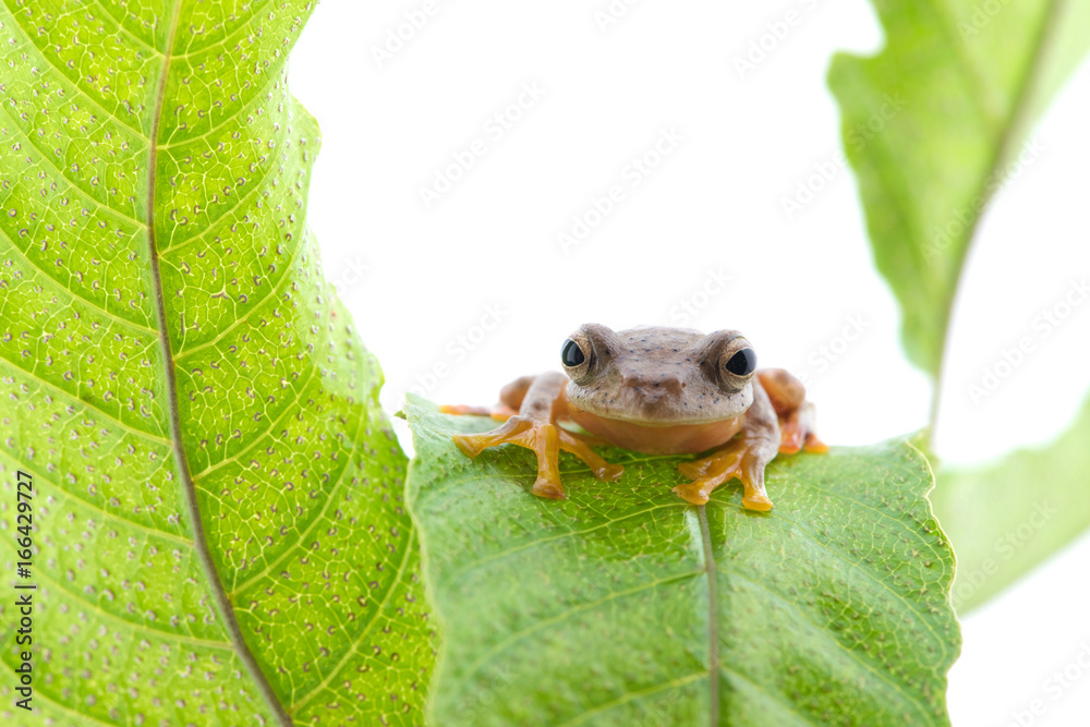 Obraz premium Twin-spotted Treefrog (Rhacophorus bipunctatus) on a white background