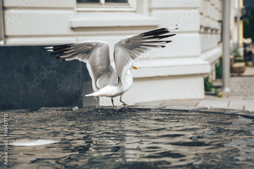 Fountain and herring gull in the water in the city in Norway photo