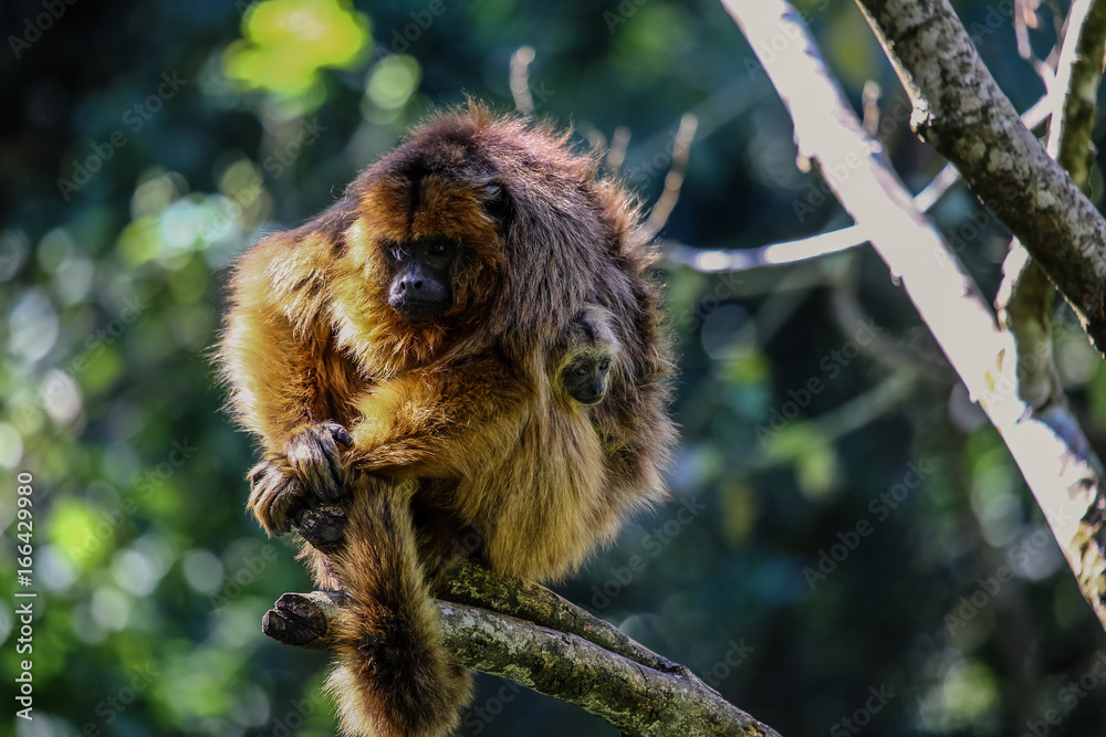 Monkey Monkey