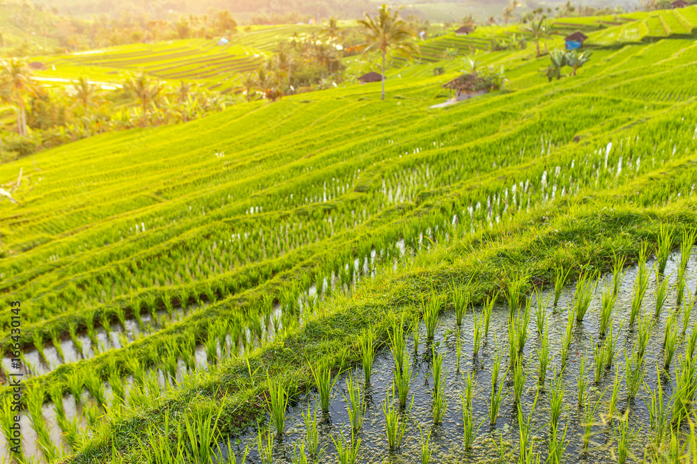 Beautiful Jatiluwih Rice Terraces in Bali, Indonesia