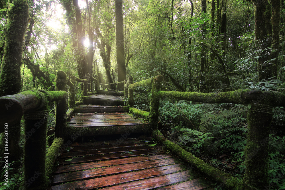 Ταπετσαρία Beautiful rain forest at nature trails Ang Ka Doi Inthanon,Chiangmai in Thailand is a very popular for photographer and tourists