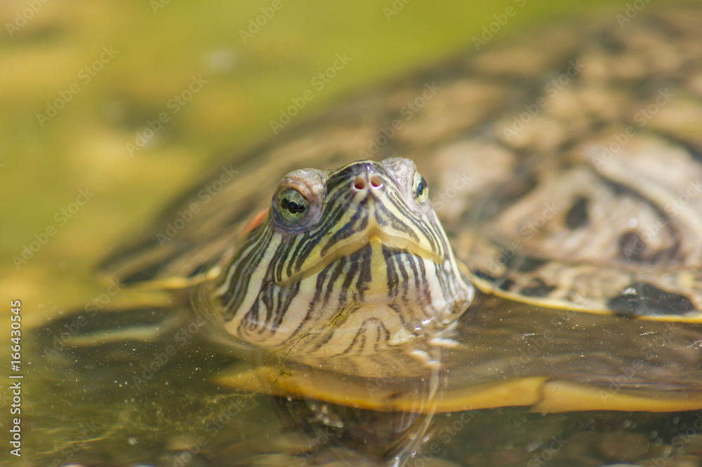 Fototapeta premium Portrait of Red eared slider turtle (Trachemys scripta elegans)