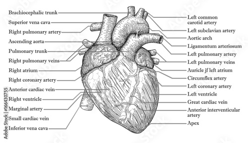 Anatomical Human heart hand drawn sketch with inscription of names of vein arteria, aorta. Medicine, Vector illustration poster. Anatomical high detailed tattoo art. Medical study info graphics banner