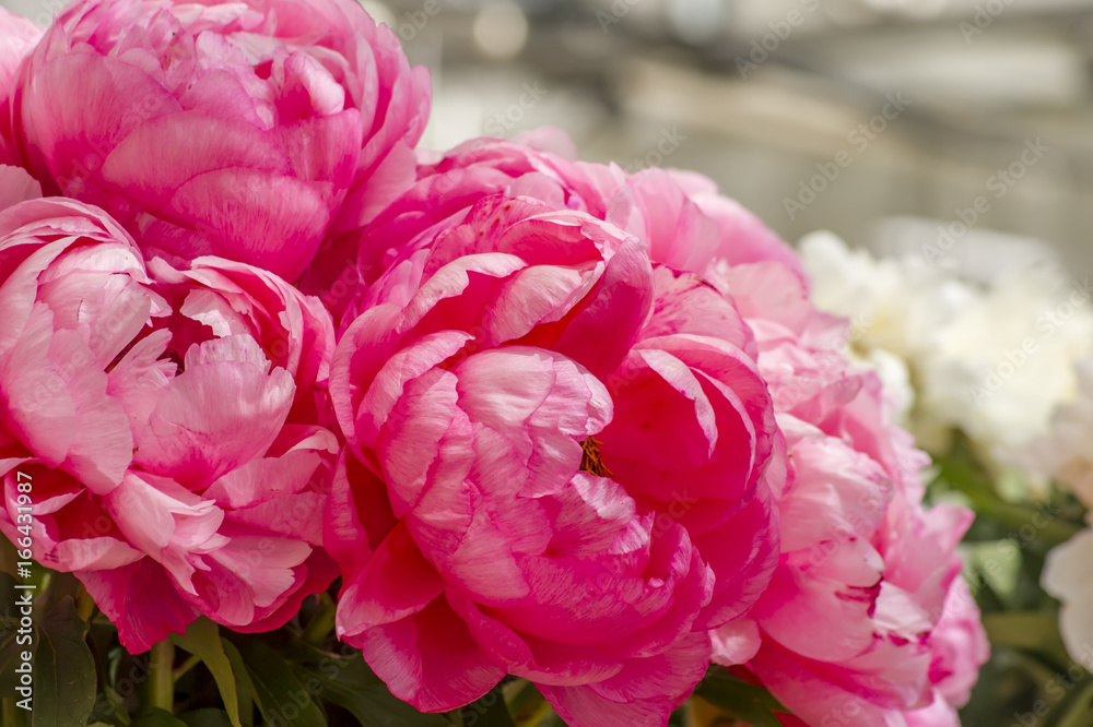 Obraz premium bouquet of pink peonies