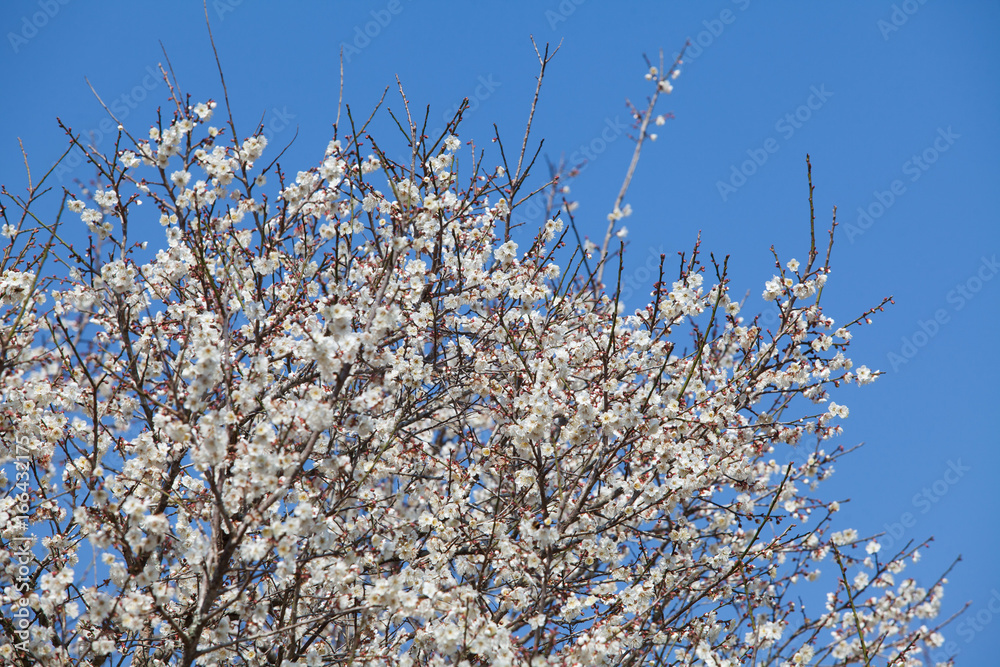 White apricot tree flower, seasonal floral nature theme, background of spring in Asia White apricot tree flower, seasonal floral nature theme, background of spring in Asia