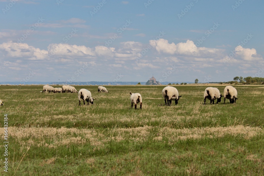 Obraz premium Baid du Mont Saint Michel / Moutons et Agneaux