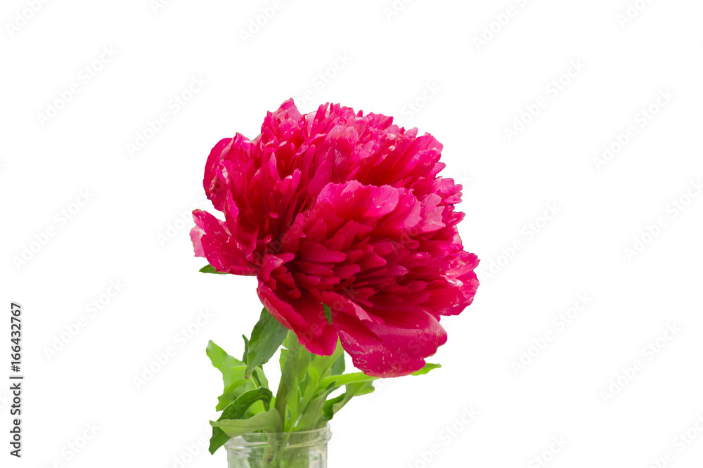 blooming pink peony flower isolated on white blooming pink peony flower isolated on white