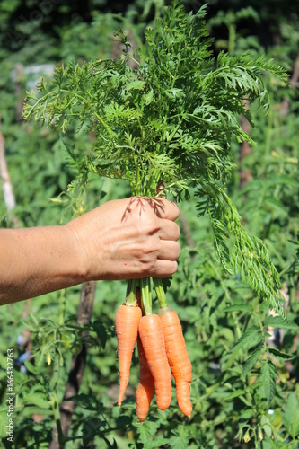 Carrots in female hands