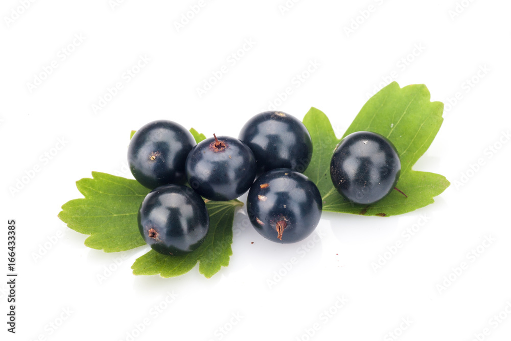 Blackcurrant Blackcurrant
