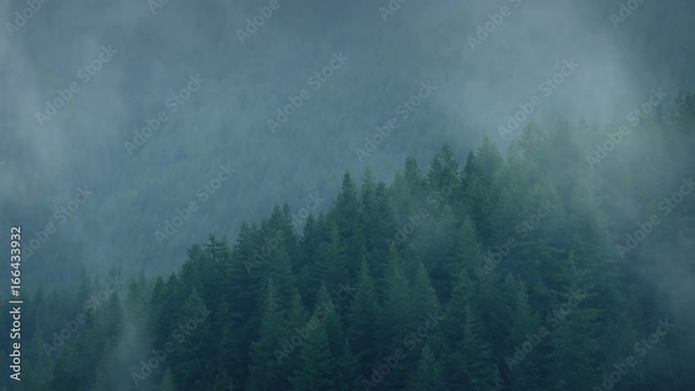 Mist Rolling Over The Wild Forest