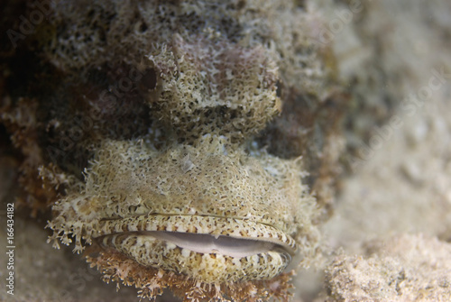 Portrait of a scorpionfish