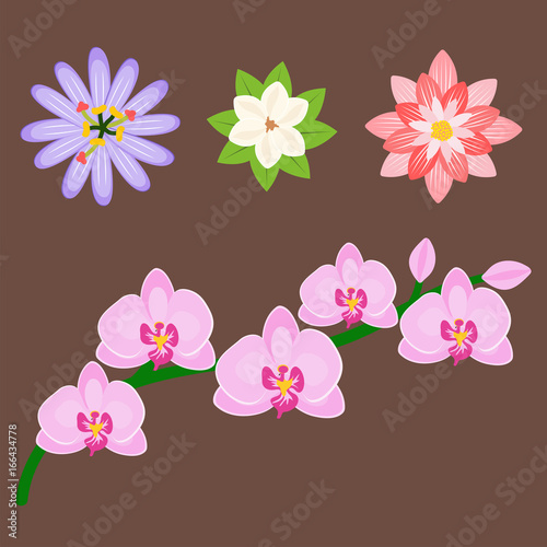 Beautiful tropical flower set design summer plants colorful decoration nature design floral drawing leaf blossom vector illustration.