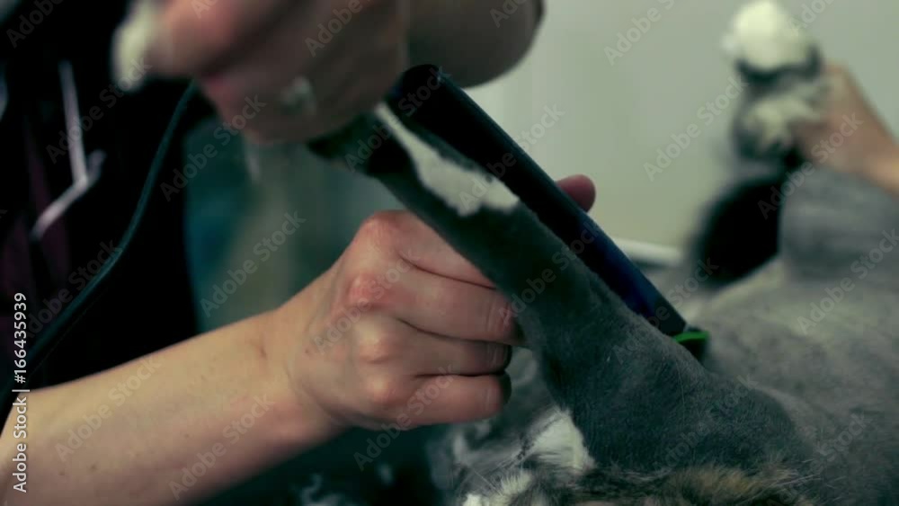 Cat grooming. Pet grooming. Domestic animal Cat grooming. Pet grooming. Domestic animal