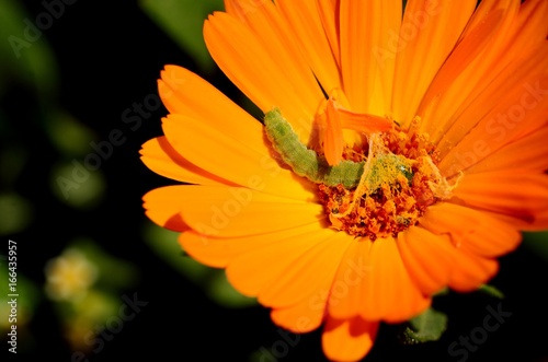 Caterpillar on Oranage flower photo