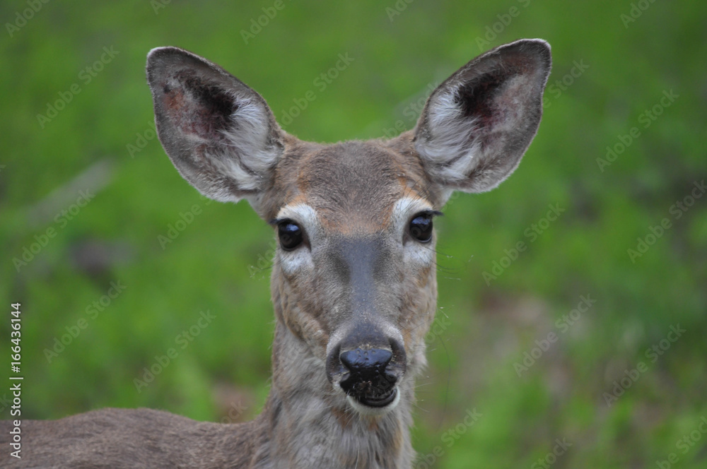 Fototapeta premium Whitetail doe deer closeup in Hawley the Poconos Pennsylvania