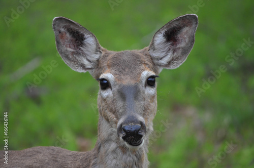 Slika na platnu Whitetail doe deer closeup in Hawley the Poconos Pennsylvania
